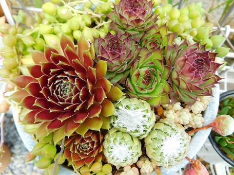DSCN5147