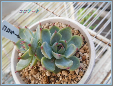 DSCN9923[4]