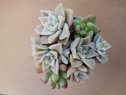 DSCN4113