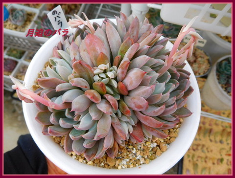 DSCN9907