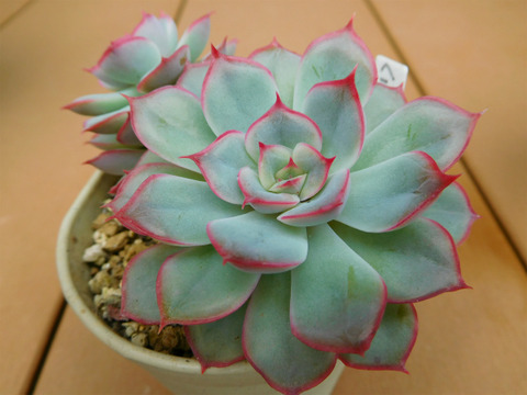 DSCN7554