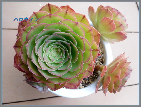 DSCN0320