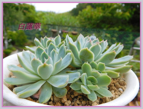 DSCN9907[1]