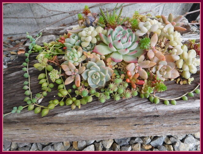 多肉植物 手づくり 日々の暮らし