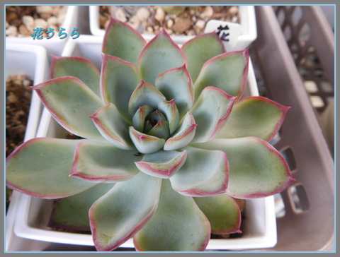 DSCN9924