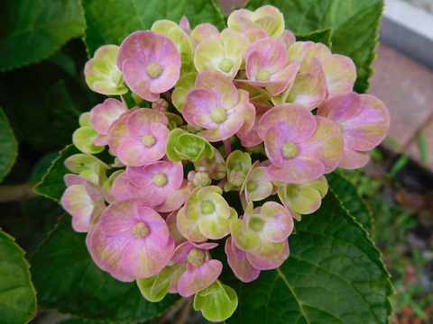 DSCN0182