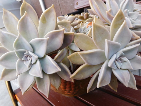 DSCN0381