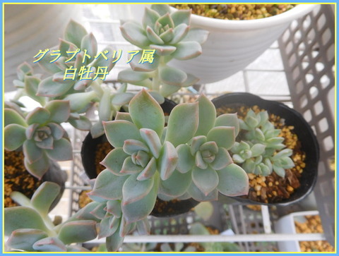 DSCN0468