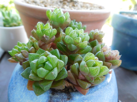DSCN9887