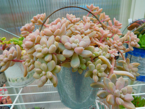 DSCN7549