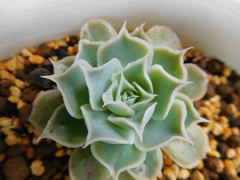 DSCN0960