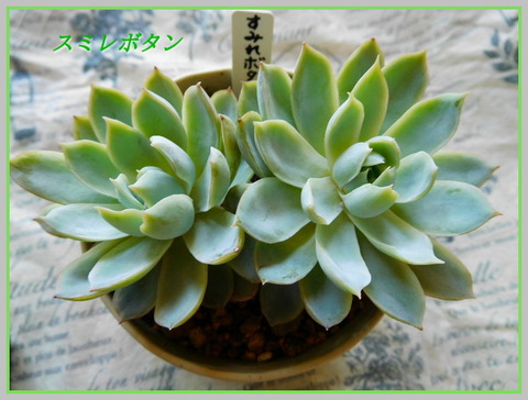 DSCN1021
