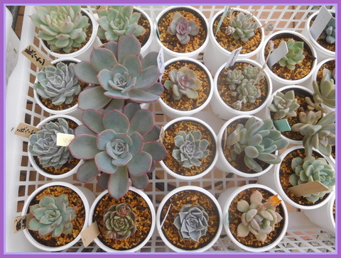 DSCN2400