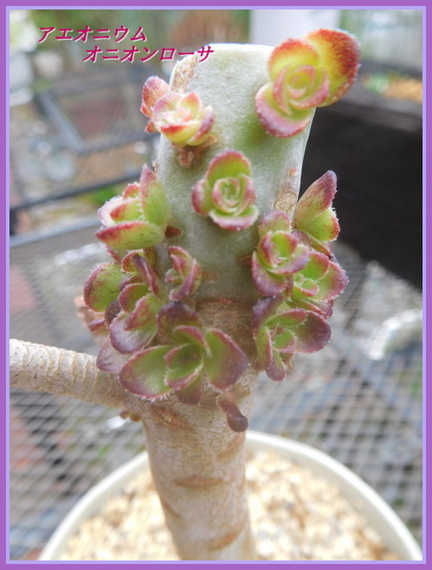 DSCN2068