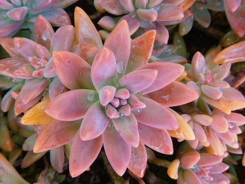 RSCN9986