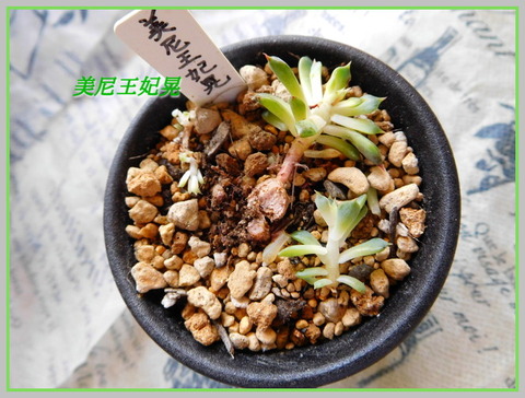DSCN1044