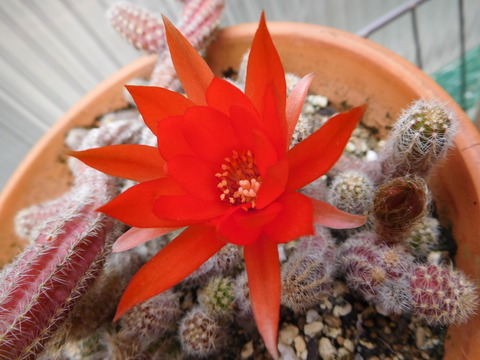 DSCN0303