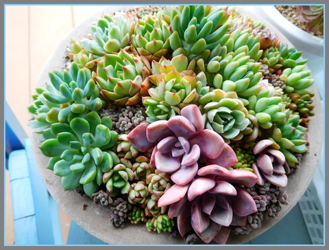 DSCN0323