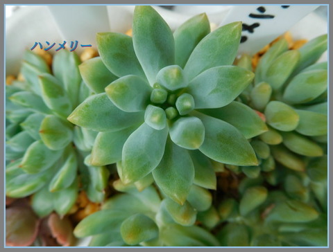 DSCN0352