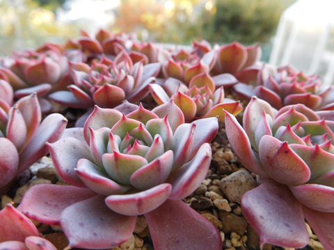 DSCN0395