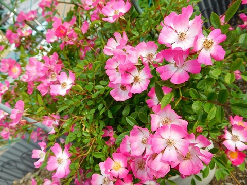 DSCN5152