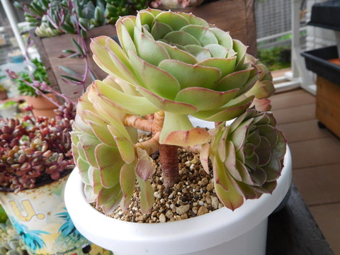 DSCN0134