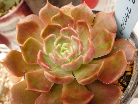 DSCN0344