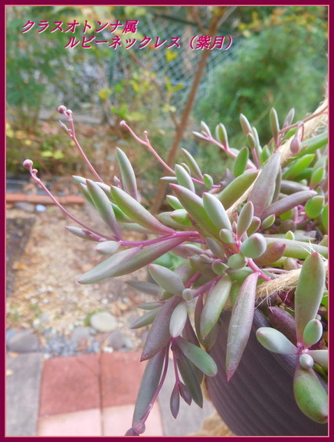 DSCN0601