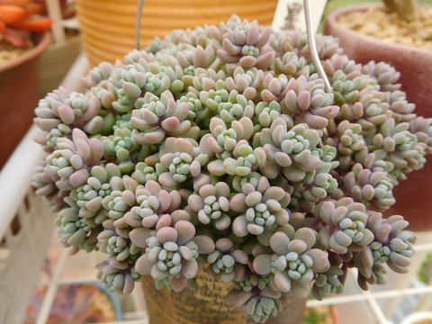 DSCN9964