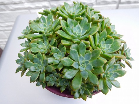 DSCN5766