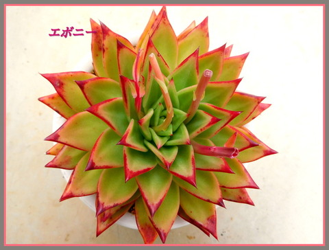 DSCN1107[1]