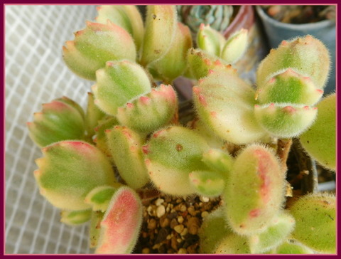 RSCN9917