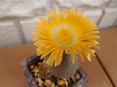 DSCN5566