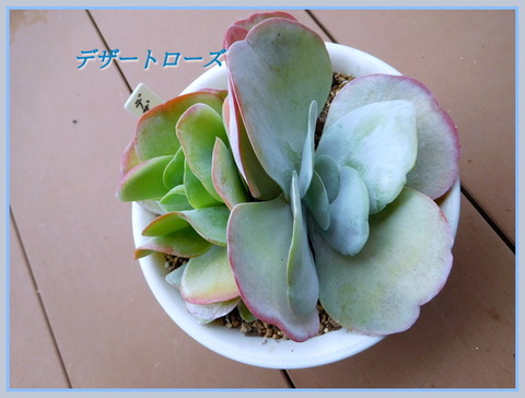 DSCN0051