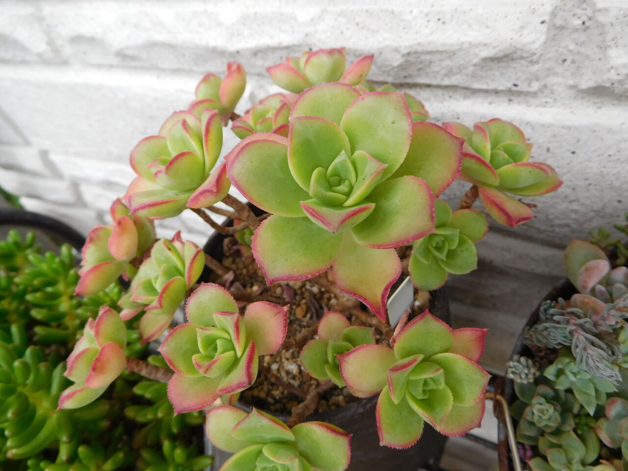 アエオニウムはもう休みたい 手づくり 日々の暮らし