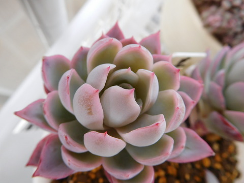 DSCN1106
