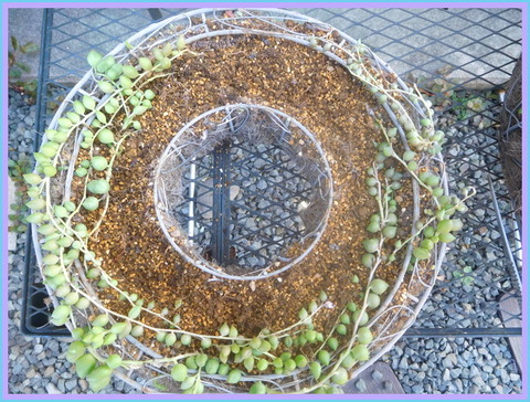 DSCN9935