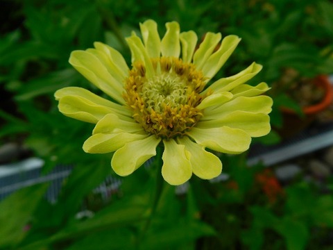 DSCN6084
