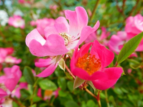 DSCN5151