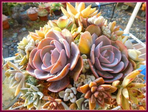 DSCN0089