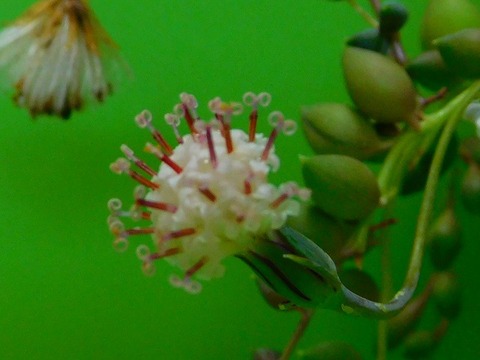RSCN0667
