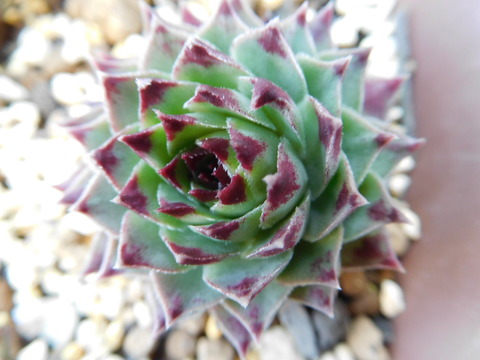 DSCN1604