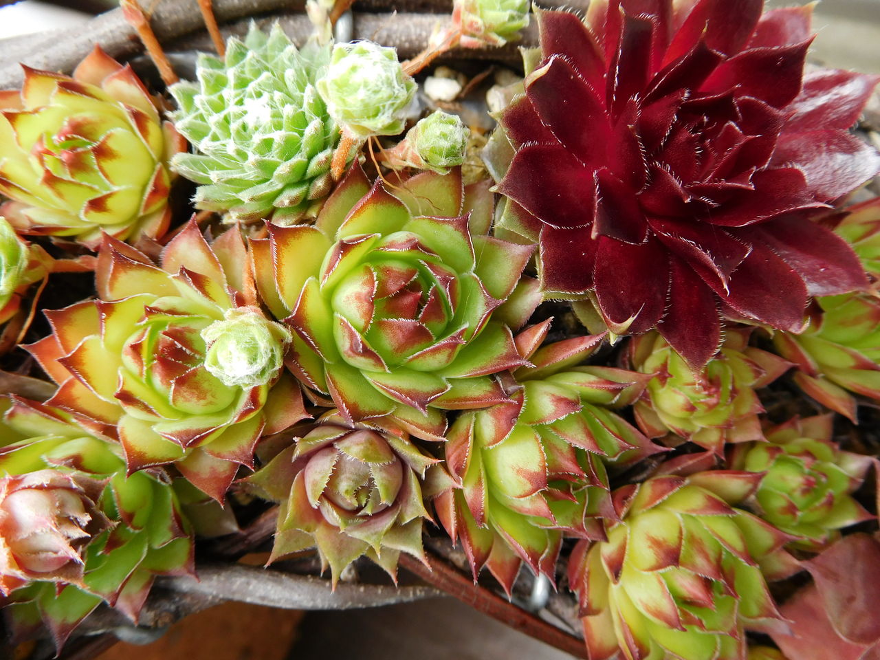 センペルリースの花と七福神 手づくり 日々の暮らし