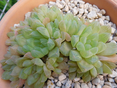 DSCN9898