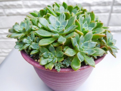 DSCN5765