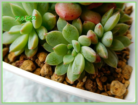 DSCN0976