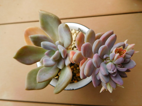 DSCN9924
