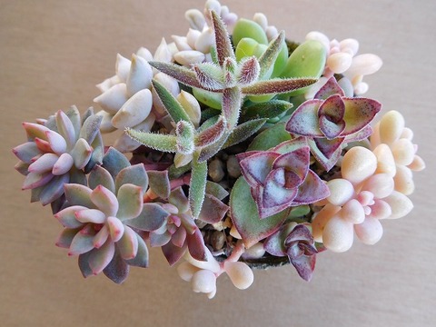 DSCN3434