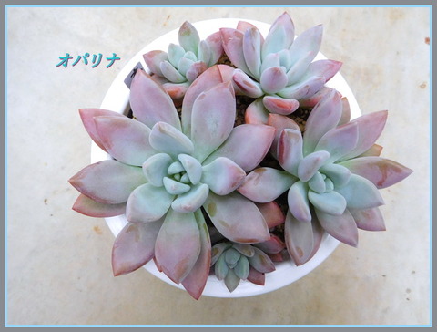DSCN0339[2]