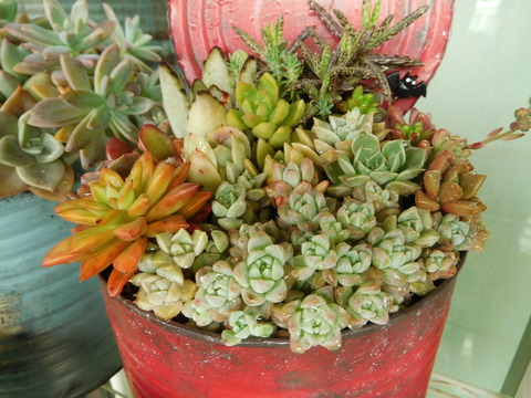 DSCN1593